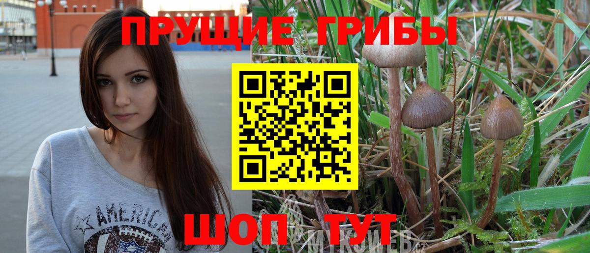 Чернушка  Галлюциногенные грибы Magic Shrooms  Вход с VPN  Галлюциногенные грибы Magic Shrooms 